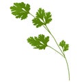 Cilantro vector stock illustration. Coriander.